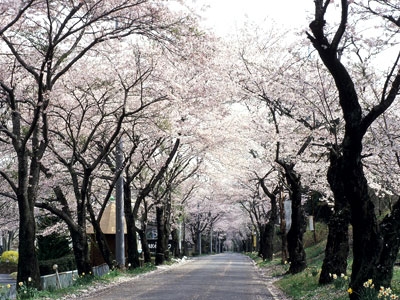 太平山桜まつり