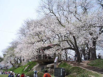 赤湯温泉桜まつり