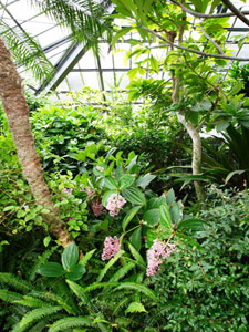 熱帯植物館 神奈川県 強羅温泉 営業時間 アクセス るるぶ More