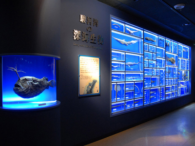 東海大学海洋科学博物館 自然史博物館 静岡県 三保松原 営業時間 アクセス るるぶ More