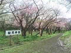 桜見本園