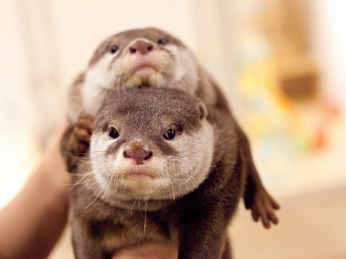 まんまるつぶらな瞳にきゅん 京都のカワウソ カフェは癒され度1