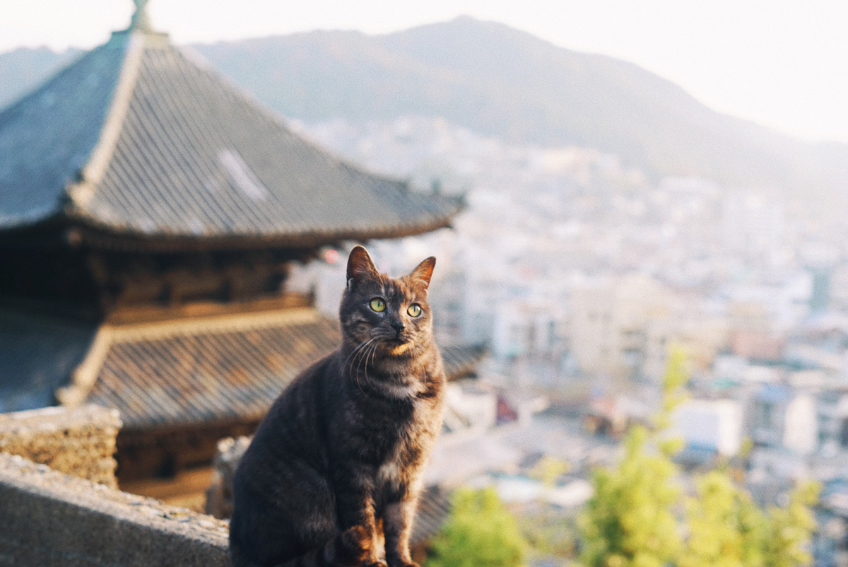 猫のまち 尾道で見つけた洋館 せとうち 湊のやど へ もろんのんが切り取る景色vol 12 るるぶ More