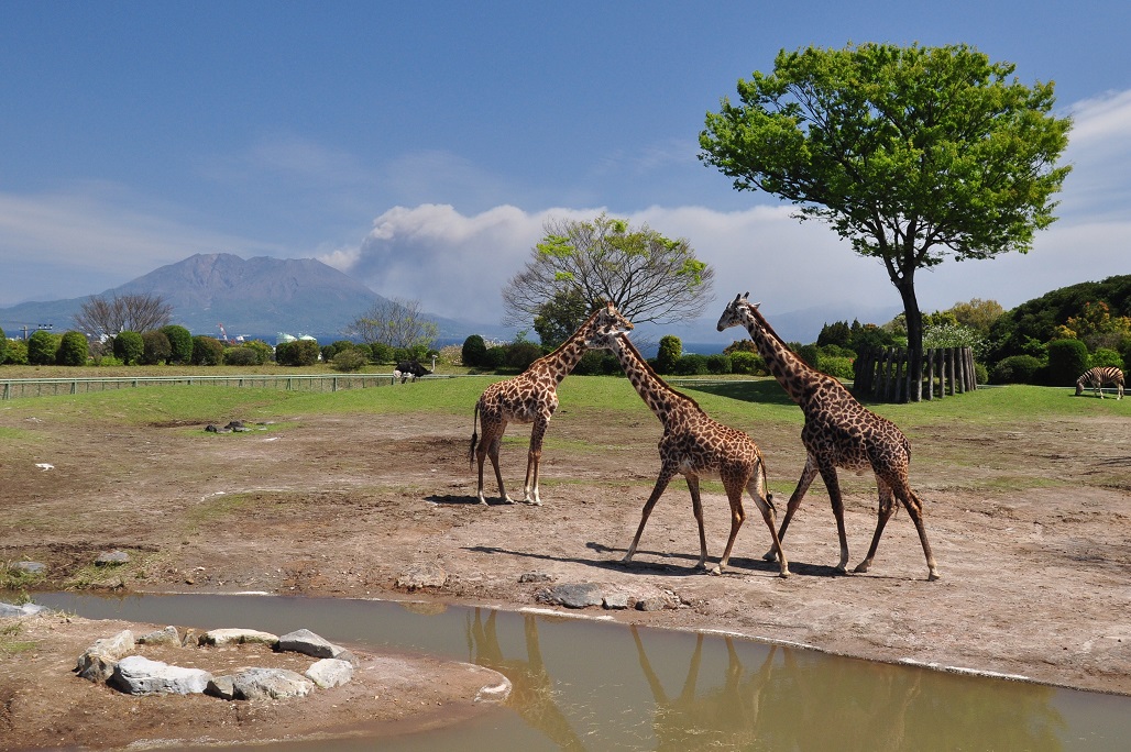 九州でアフリカ体験 平川動物公園のかわいい動物ベビーたち るるぶ More