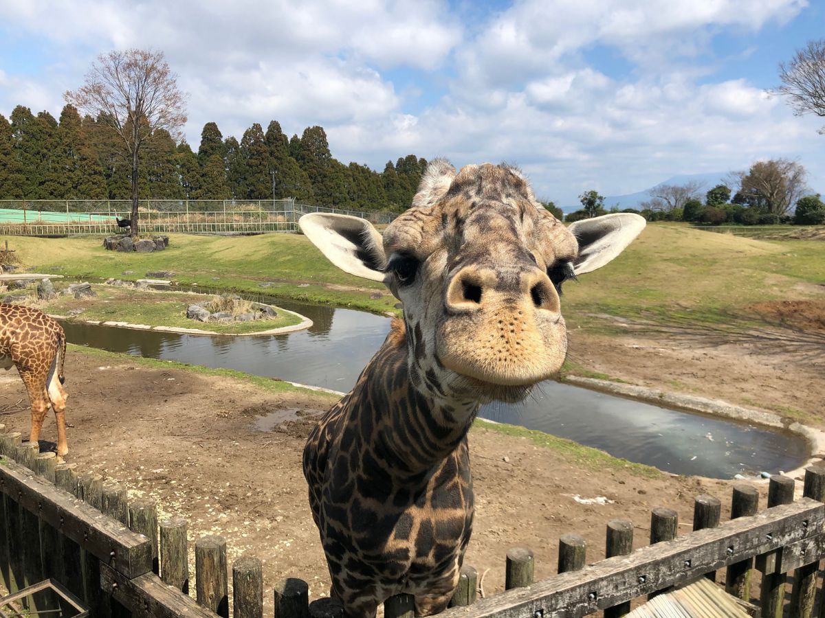 九州でアフリカ体験 平川動物公園のかわいい動物ベビーたち るるぶ More