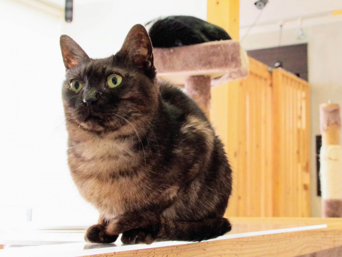 怖がりだったカラ(メス)は、猫カフェでの暮らしで人間大好きなニャンコに。