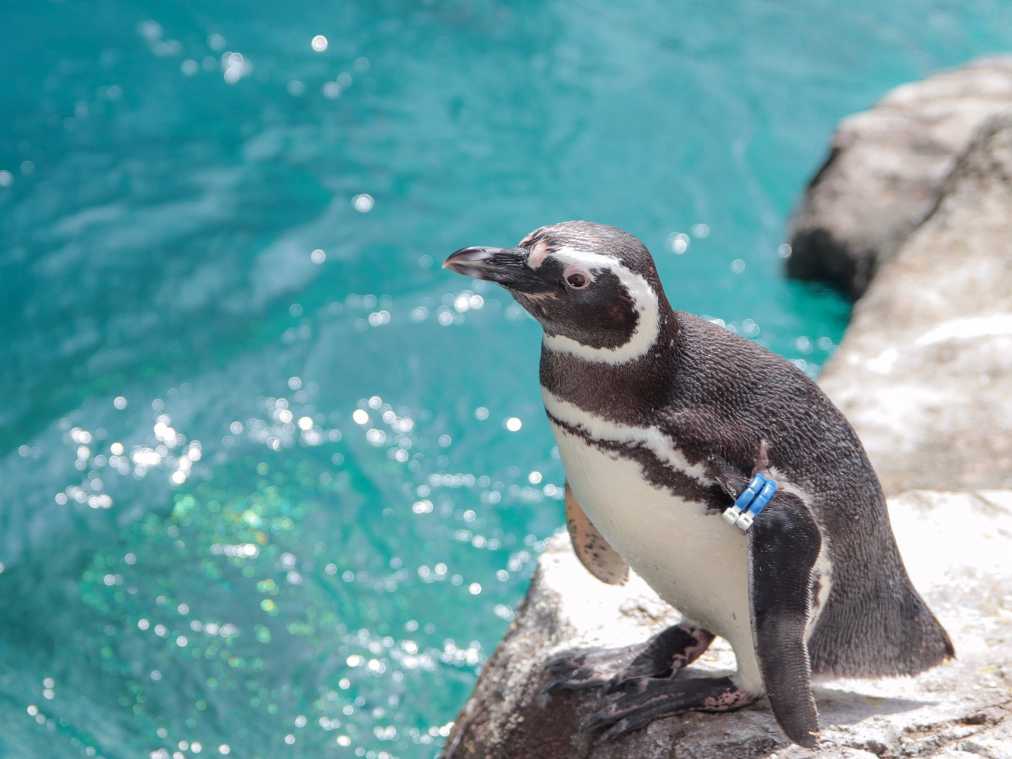 距離が近ッ ペンギンと近くで触れ合える おすすめ水族館 カフェ4選 るるぶ More
