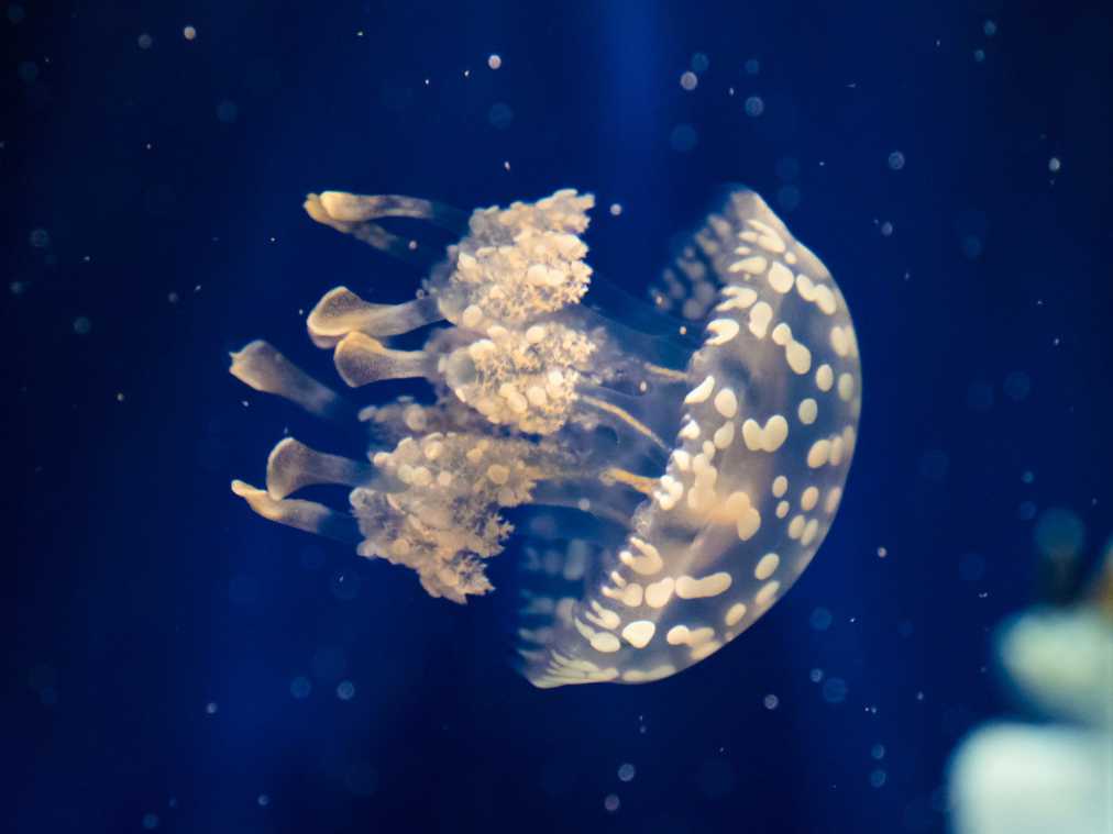 ふわふわ癒される 幻想的なクラゲが見られる人気の水族館3選 東京 神奈川 大阪 るるぶ More