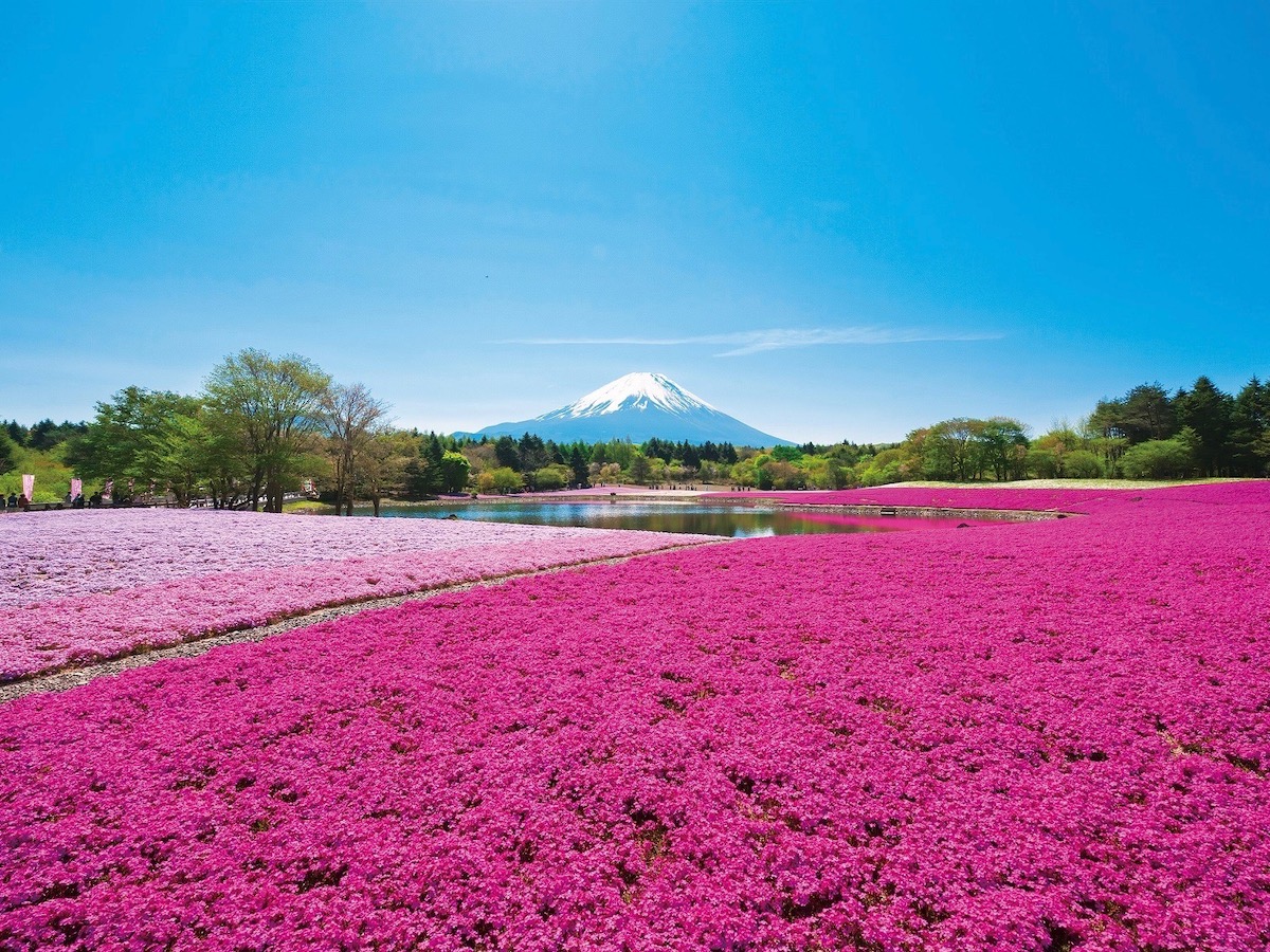 一面がピンクに染まる富士山麓の絶景イベント 19富士芝桜まつり 開催中 るるぶ More