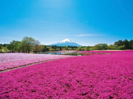一面がピンクに染まる富士山麓の絶景イベント「2019富士芝桜まつり」開催中