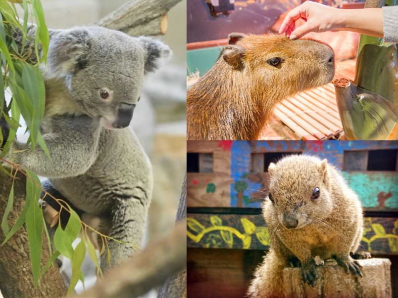 関東・東京近郊でかわいい動物に癒される！穴場のおすすめ動物園3選