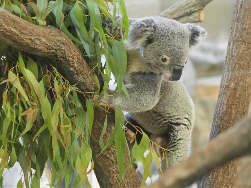 関東 東京近郊でかわいい動物に癒される 穴場のおすすめ動物園3選 るるぶ More