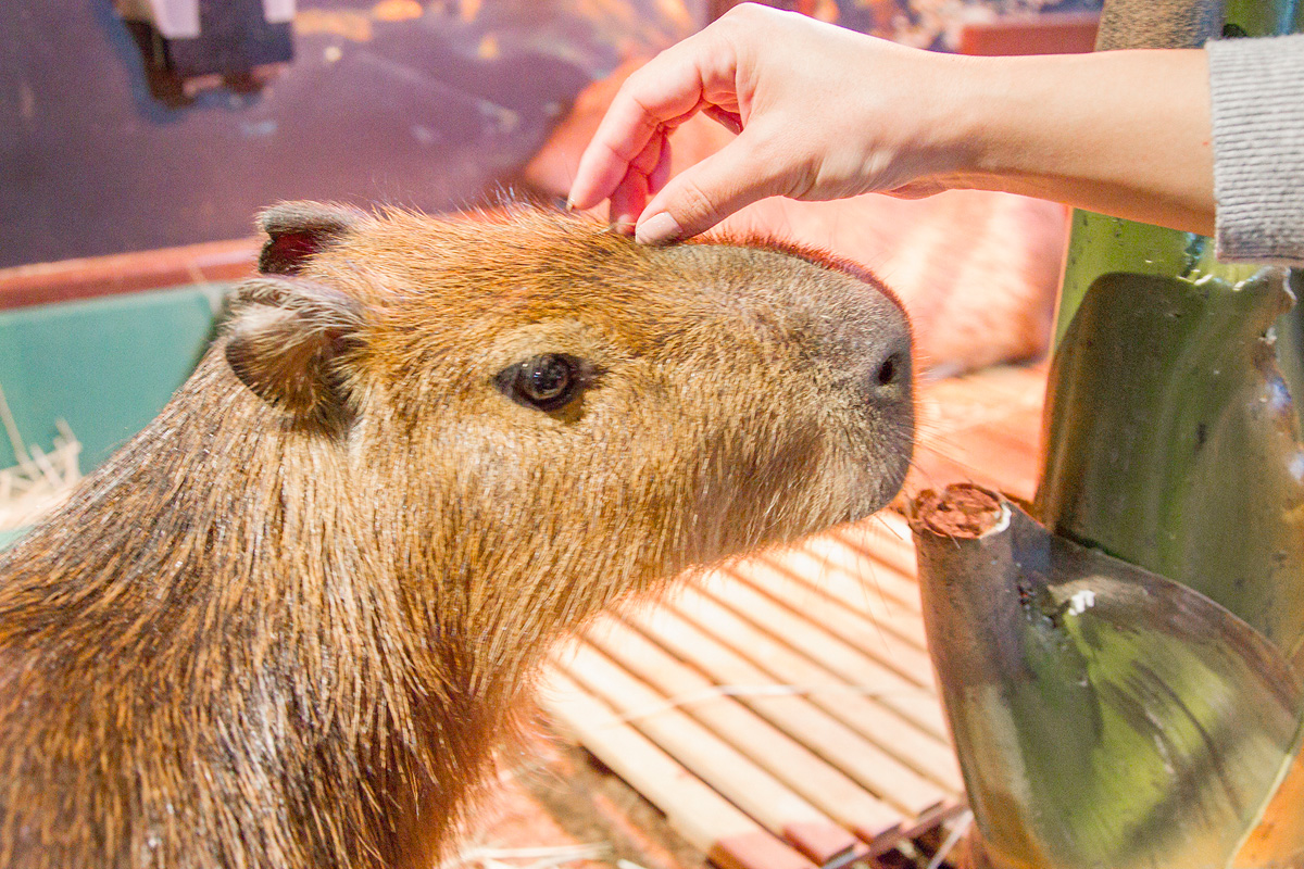 関東 東京近郊でかわいい動物に癒される 穴場のおすすめ動物園3選 るるぶ More