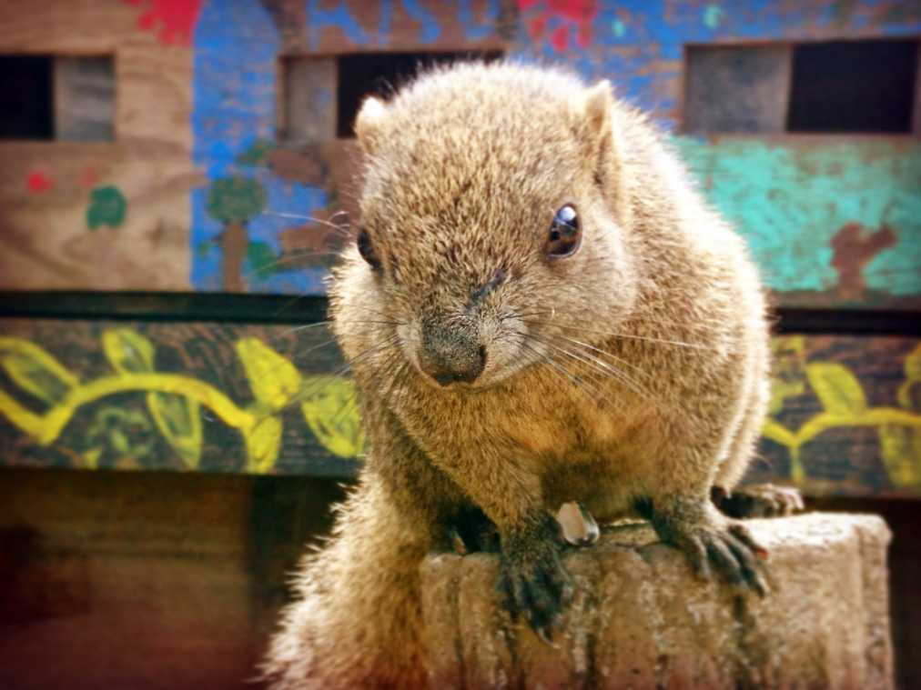 関東 東京近郊でかわいい動物に癒される 穴場のおすすめ動物園3選 るるぶ More