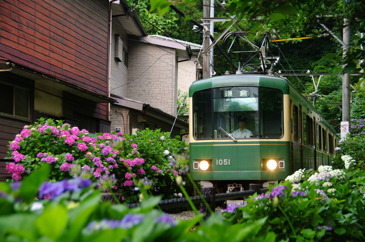 あじさいと江ノ電のフォトジェニックスポット/鎌倉市観光協会