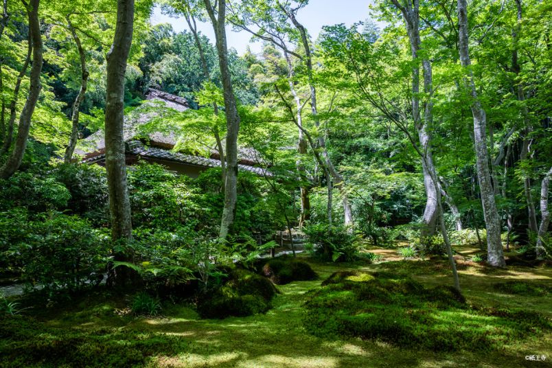 「そうだ 京都、行こう。」のCMの世界へ！苔むす祇王寺＆常寂光寺は夏がベスト