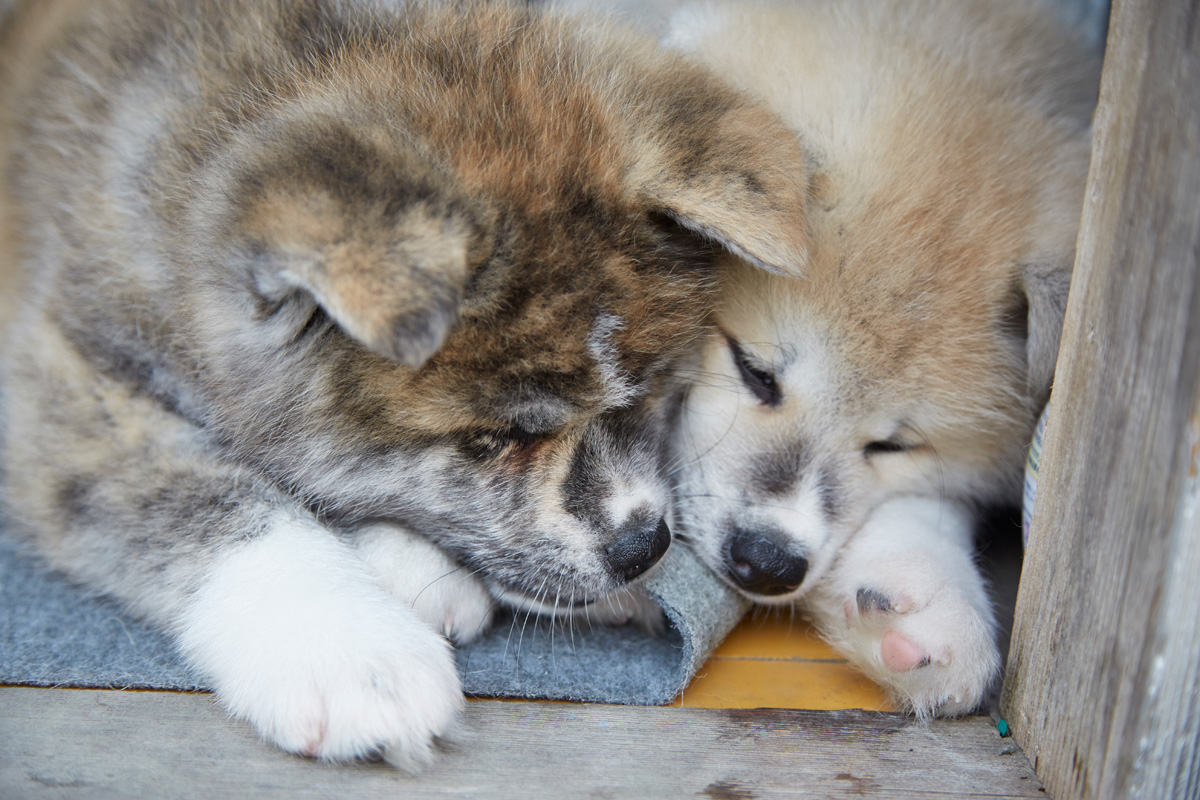 秋田犬に会える 癒やされスポットとキュートなアイテムたち るるぶ More