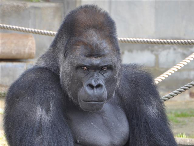 東山動植物園