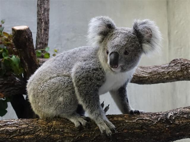 東山動植物園