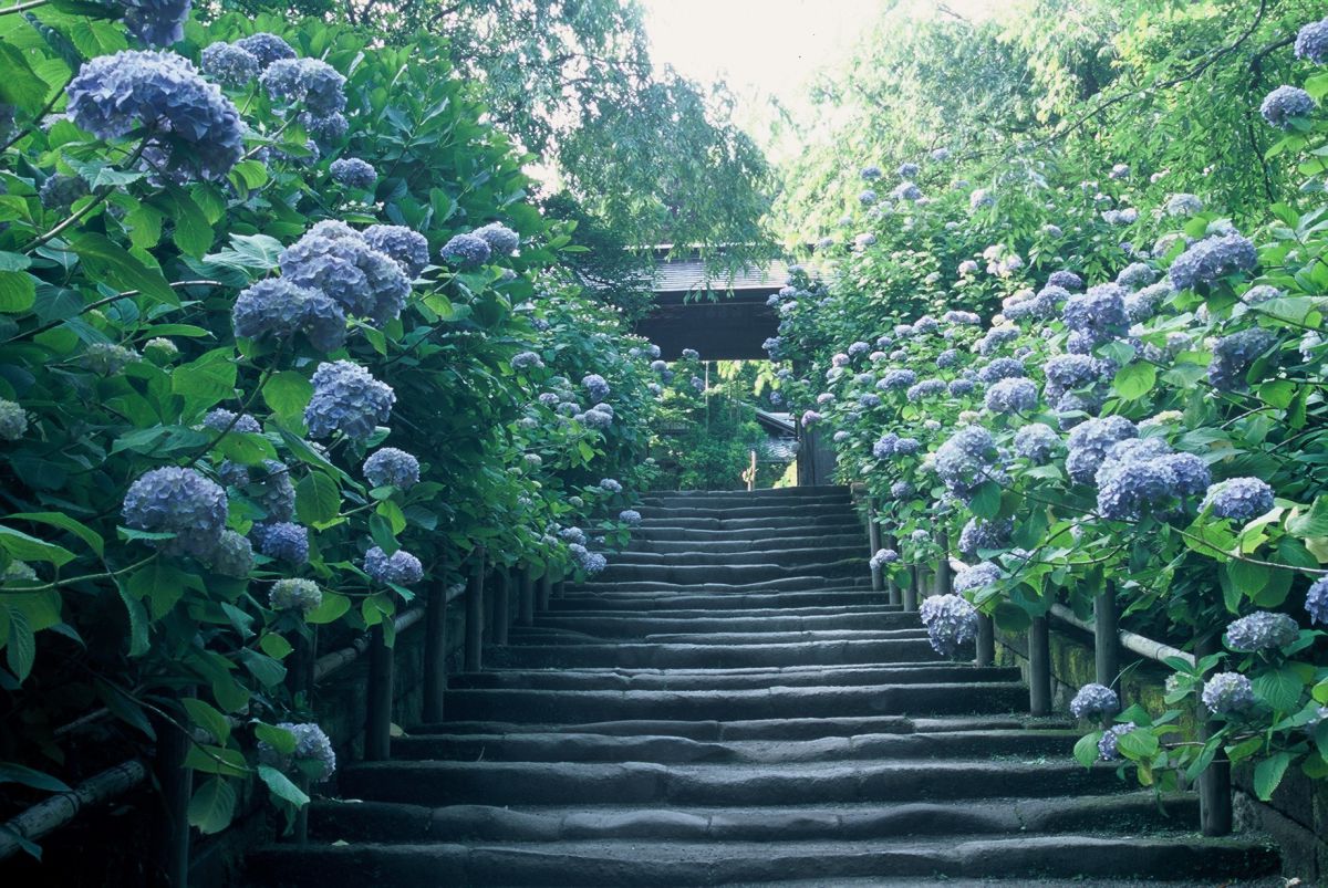 (写真提供:明月院)