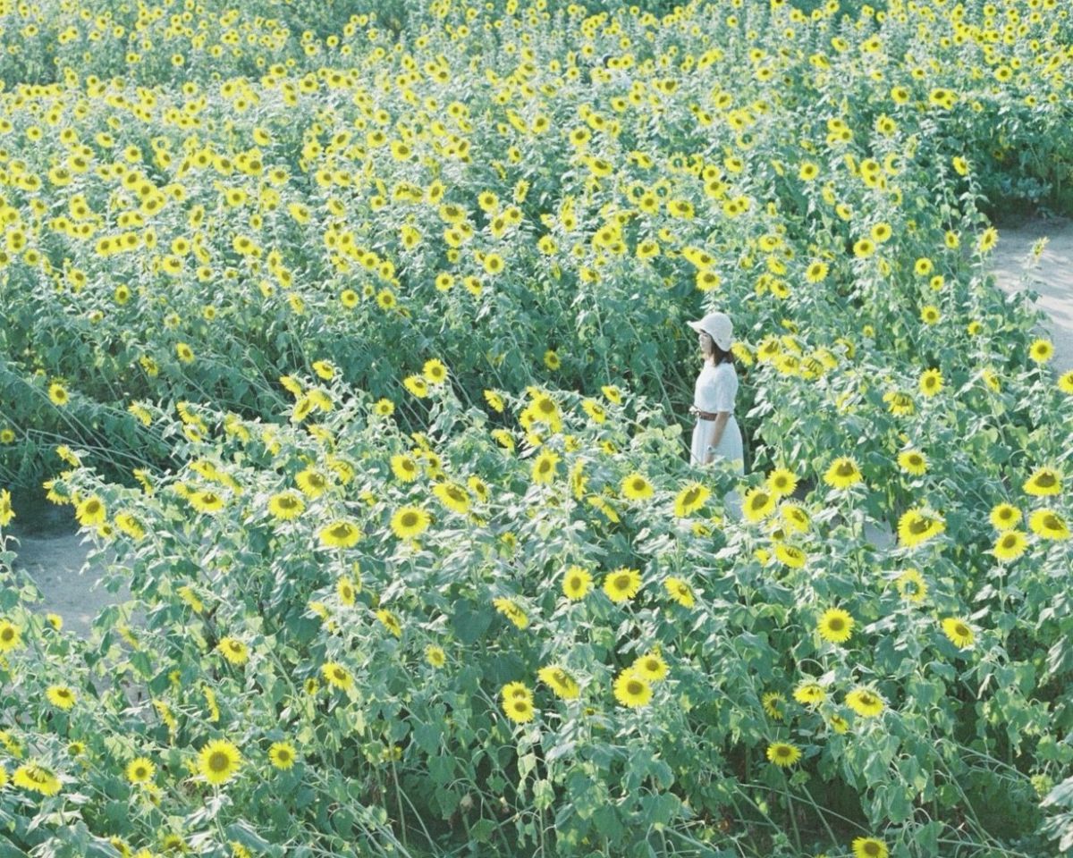 真夏の風物詩 ひまわり に元気をもらおう In 滋賀 Masaの関西カメラさんぽ るるぶ More