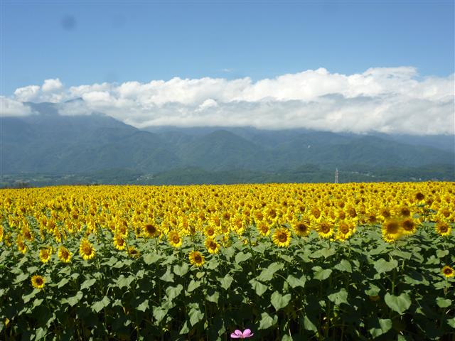 夏の絶景 全国にある ひまわり畑 のおすすめ名所9選と見ごろの時期を紹介 るるぶ More