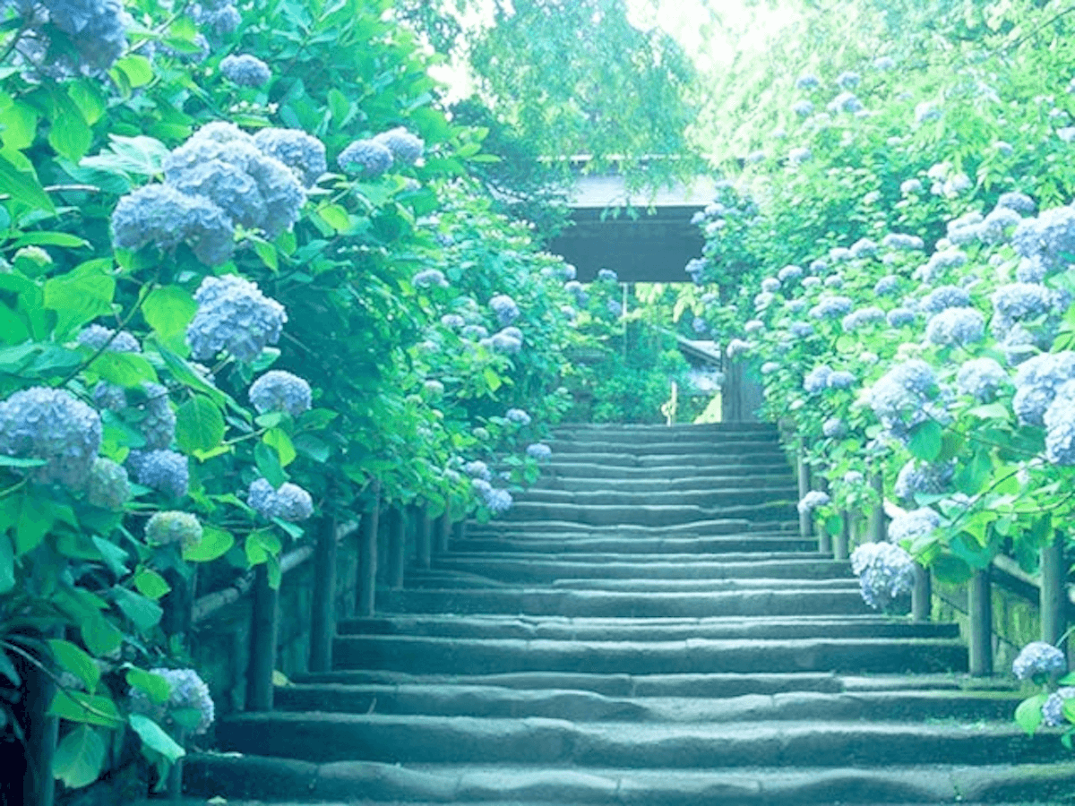 シーズン到来 あじさい咲く 鎌倉特集 るるぶ More