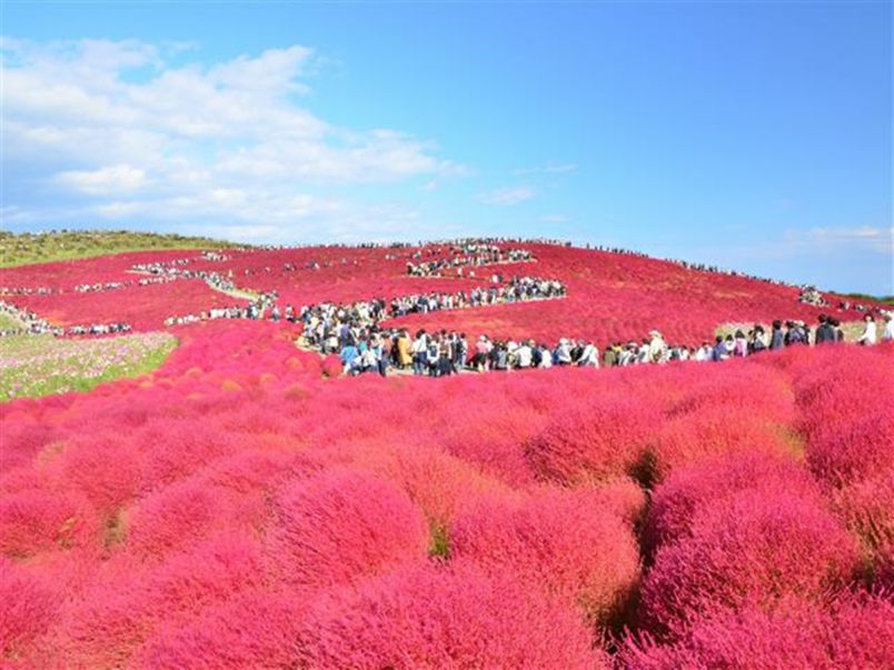 都内からすぐ 9月に行きたい秋のおすすめ花絶景6選 るるぶ More