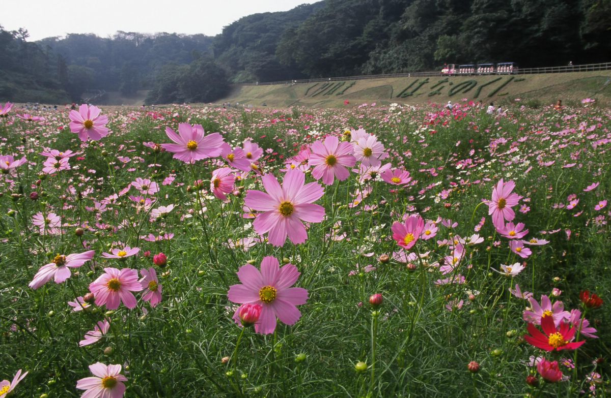 入園無料でこの絶景 約100万本のコスモスが咲き乱れるsns映えの秋のおでかけスポットへ るるぶ More