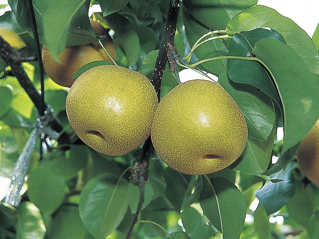 茨城県でおすすめの梨狩り 21 時期や食べ放題 品種は