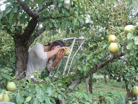 山梨県でおすすめの梨狩り（2021）時期や食べ放題、品種は？