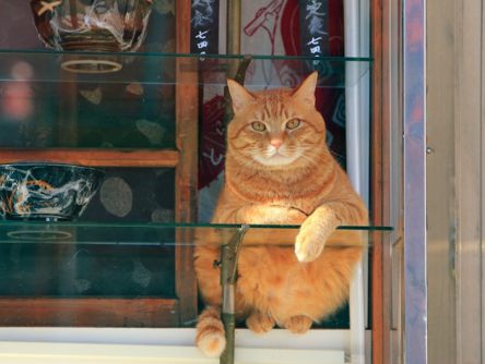 「必死すぎるネコ」から「かぶりものねこ」まで猫好きによる猫好きのための写真展が横浜で開催