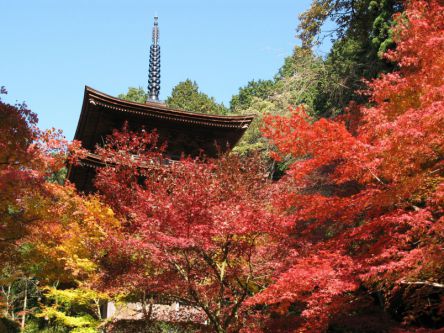 滋賀県でおすすめの紅葉名所～見頃やライトアップなどの2019年情報～