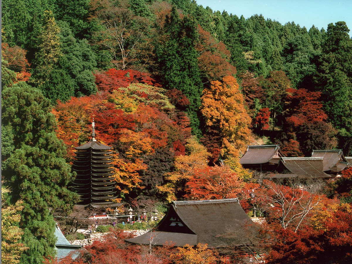 奈良県でおすすめの紅葉名所 見頃やライトアップなどの年情報 るるぶ More