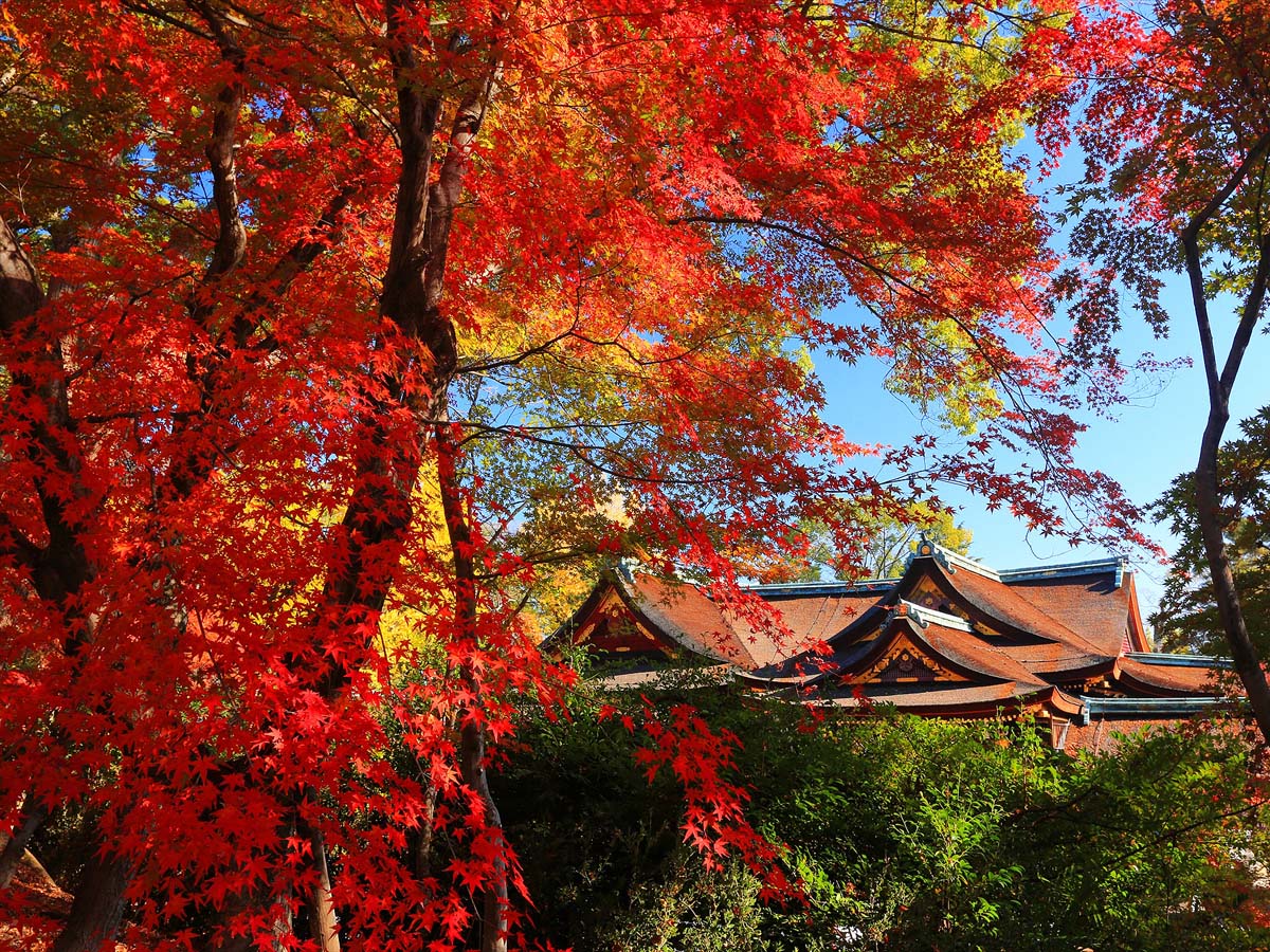 京都 洛中 洛西 のおすすめ紅葉名所 北野天満宮など るるぶ More