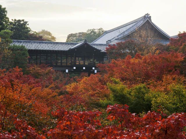 京都 洛南 宇治 のおすすめ紅葉名所 東福寺 醍醐寺 平等院など るるぶ More