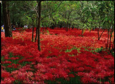今が見ごろ！埼玉の林の下を赤く染める約500万本のヒガンバナの絶景へ