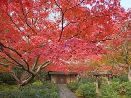 万博記念公園で紅葉狩り！1万本もの木々が色づく園内は一見の価値あり