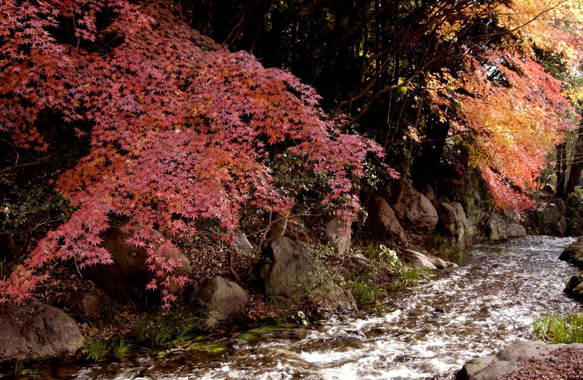万博記念公園で紅葉狩り 1万本もの木々が色づく園内は一見の価値あり るるぶ More