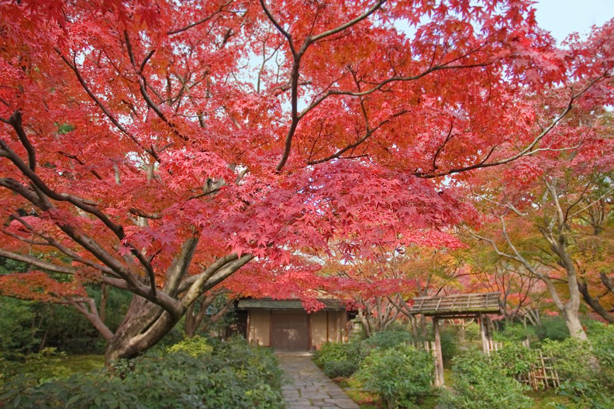 万博記念公園で紅葉狩り 1万本もの木々が色づく園内は一見の価値あり るるぶ More