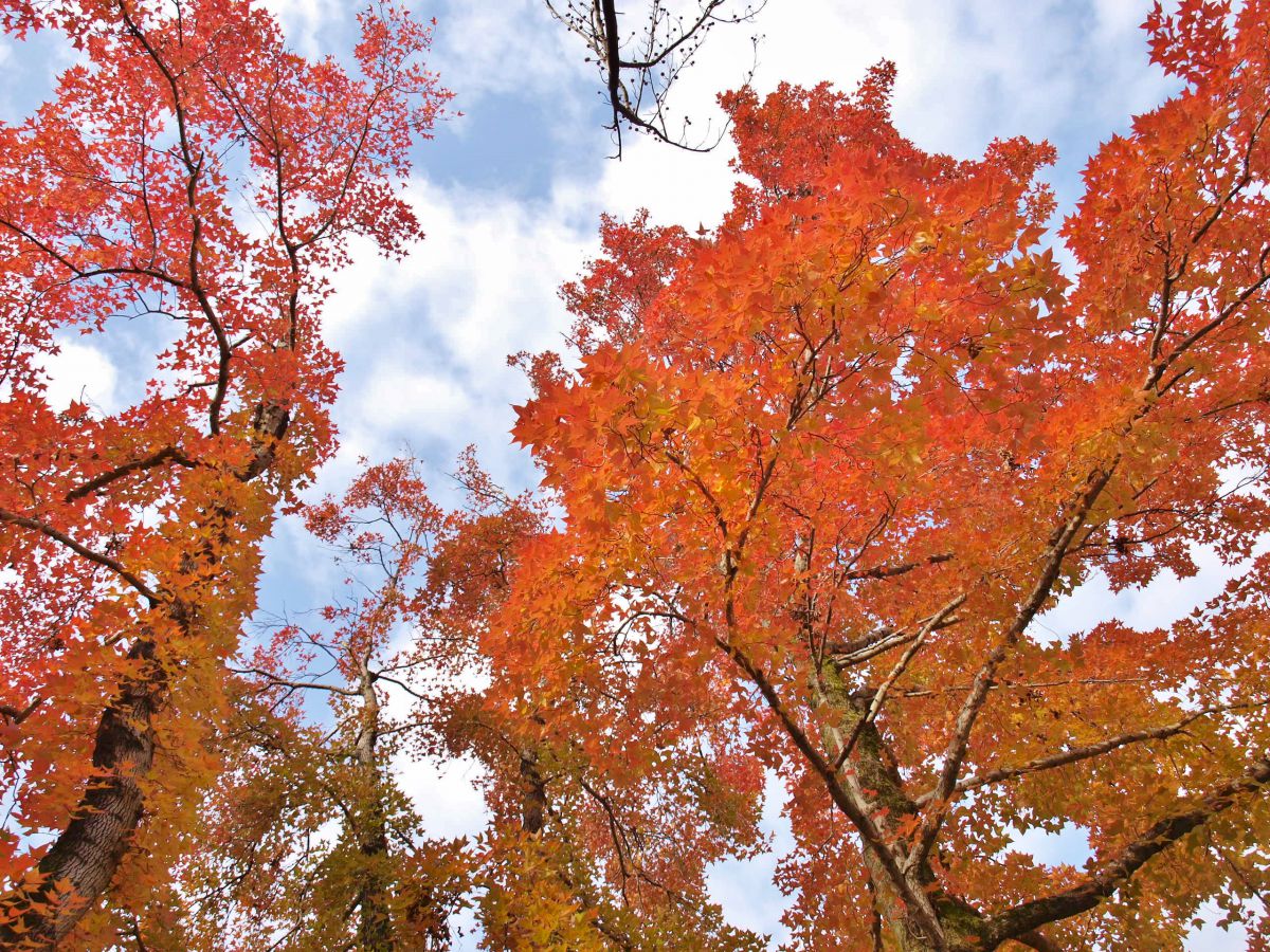 万博記念公園で紅葉狩り 1万本もの木々が色づく園内は一見の価値あり るるぶ More