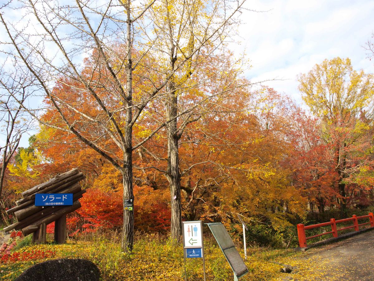 万博記念公園で紅葉狩り 1万本もの木々が色づく園内は一見の価値あり るるぶ More