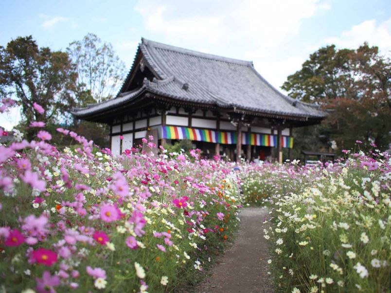見ごろは今 古都 奈良の般若寺で満開のコスモスにうっとり るるぶ More