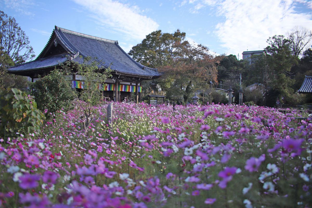 全国版 おすすめ花畑 花の絶景スポット17選 秋のお出かけ先候補に 後編 るるぶ More