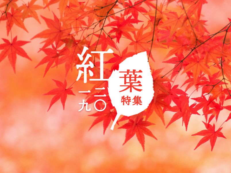 紅葉特集2019