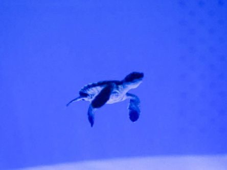 かわいいアオウミガメの赤ちゃんに会える！瀬戸内海がぎゅっとつまった「マリホ水族館」