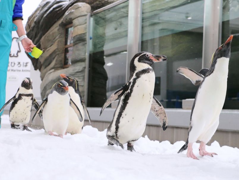 ペンギンたちが水槽を飛び出した！特別イベント「ウィンターペンギンパレード」