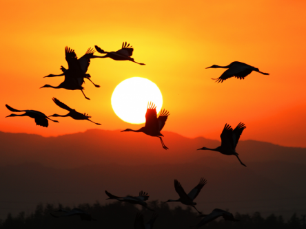 鹿児島 出水で体験！江戸時代タイムスリップさんぽ＆圧巻の越冬ツル