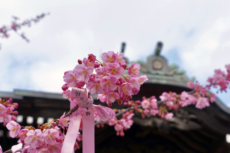 ©神社・御朱印メモ 「えんむすびの花帯」初穂料:500円