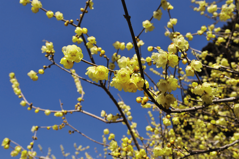 これから見ごろの花絶景 約3000本のロウバイが甘く香る埼玉 宝登山へ るるぶ More